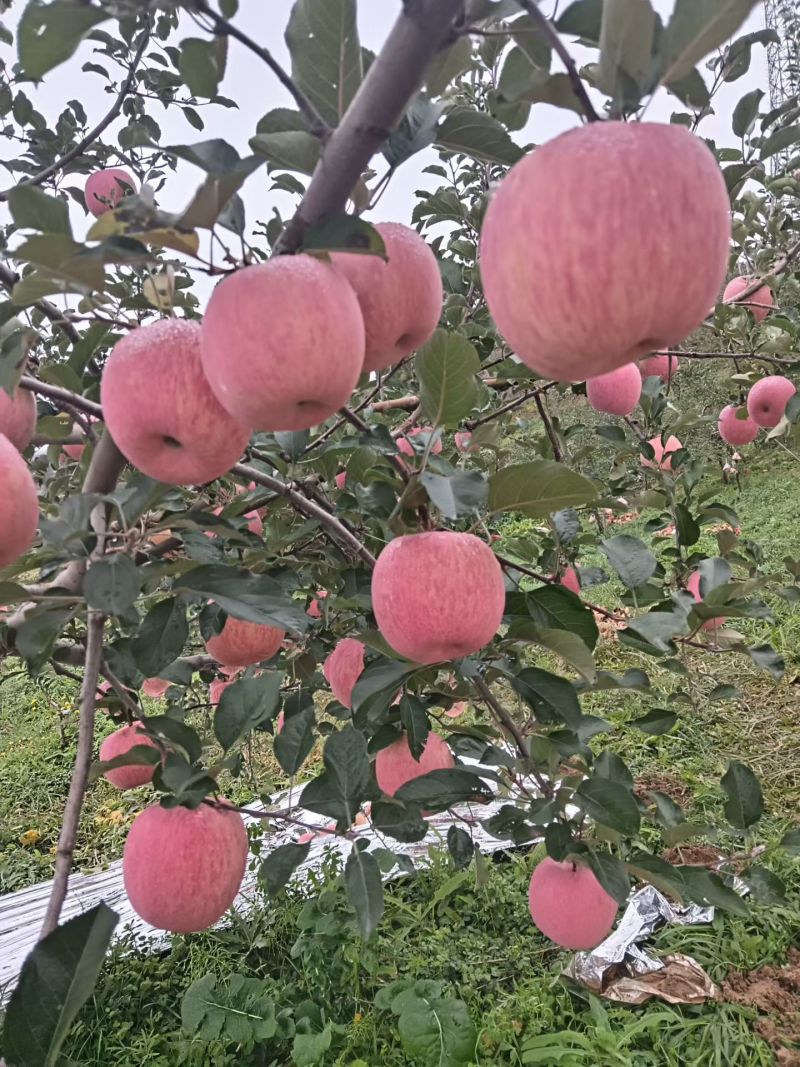 红富士