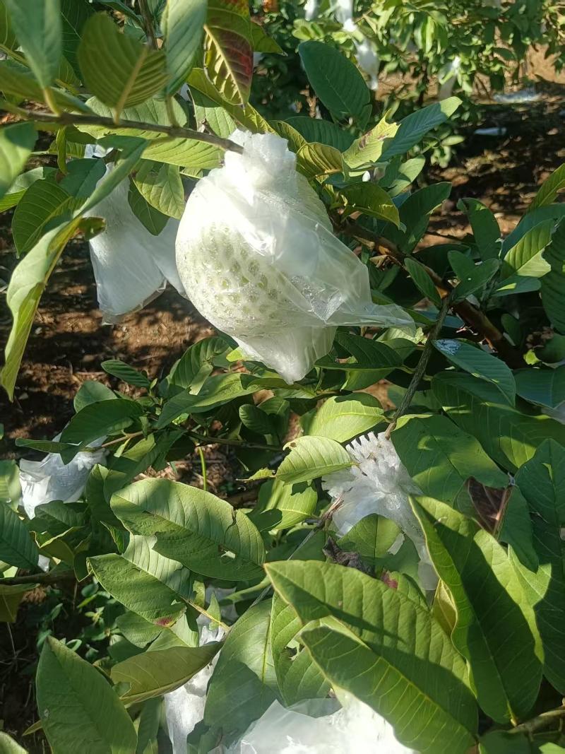代收云南各种水果