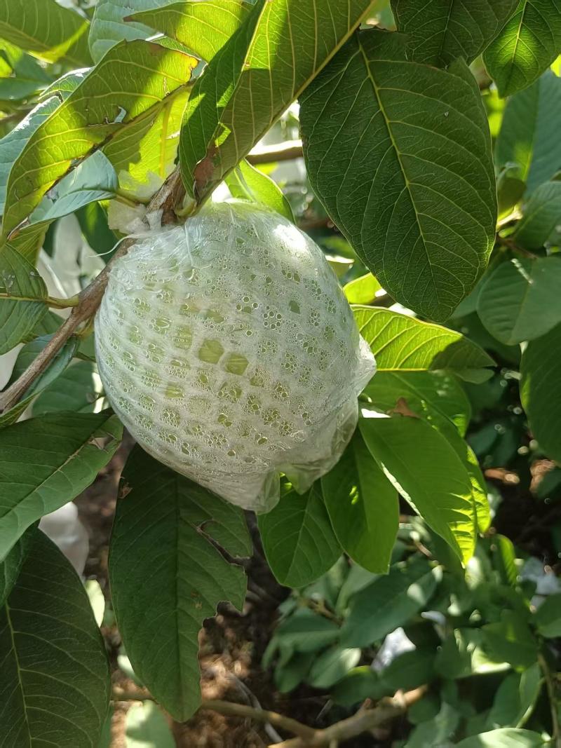 代收云南各种水果