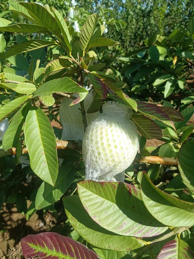 代收云南各种水果