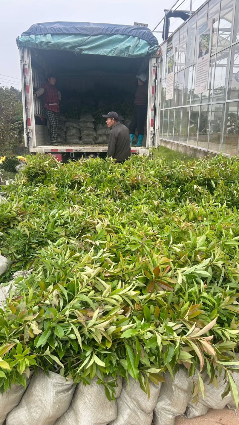 木荷杯苗基地直供规格齐全品质好价格低欢迎来电