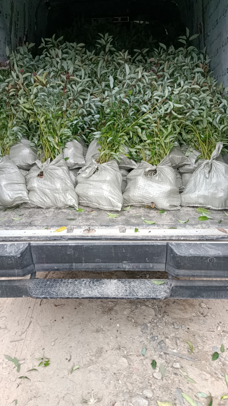 木荷杯苗基地直供规格齐全品质好价格低欢迎来电
