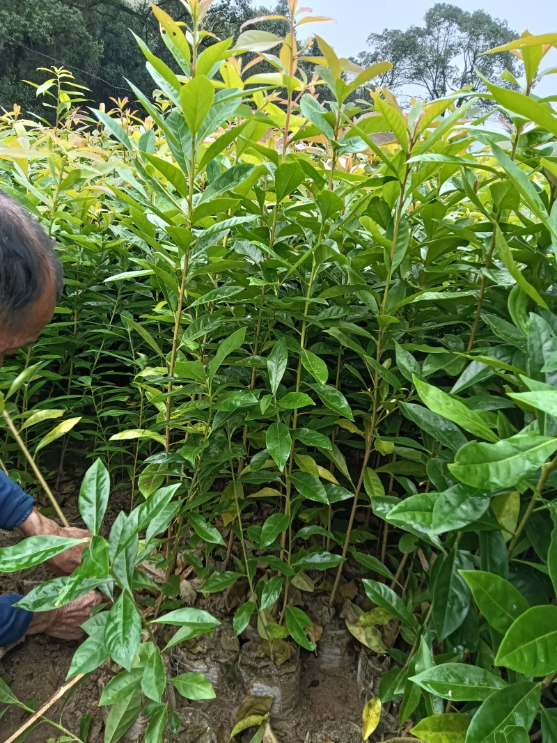 木荷杯苗基地直供规格齐全品质好价格低欢迎来电