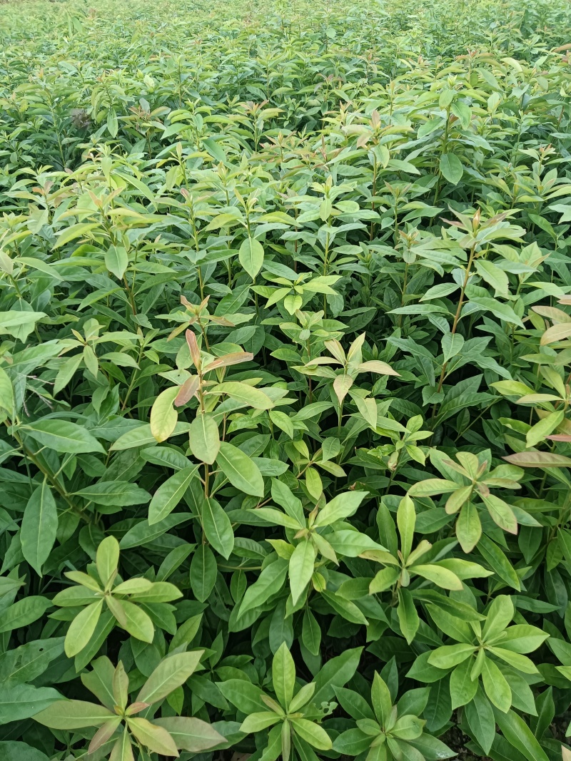 木荷杯苗基地直供规格齐全品质好价格低欢迎来电