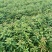 木荷杯苗基地直供规格齐全品质好价格低欢迎来电