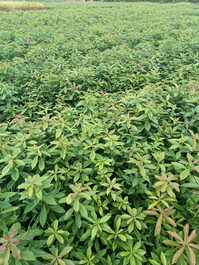 木荷杯苗基地直供规格齐全品质好价格低欢迎来电
