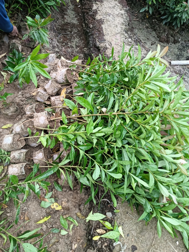 木荷杯苗基地直供规格齐全品质好价格低欢迎来电