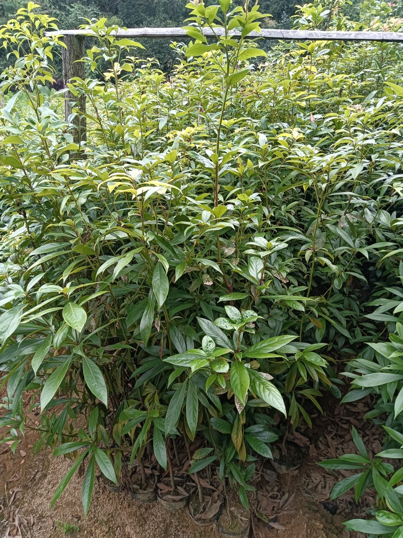 木荷杯苗基地直供规格齐全品质好价格低欢迎来电