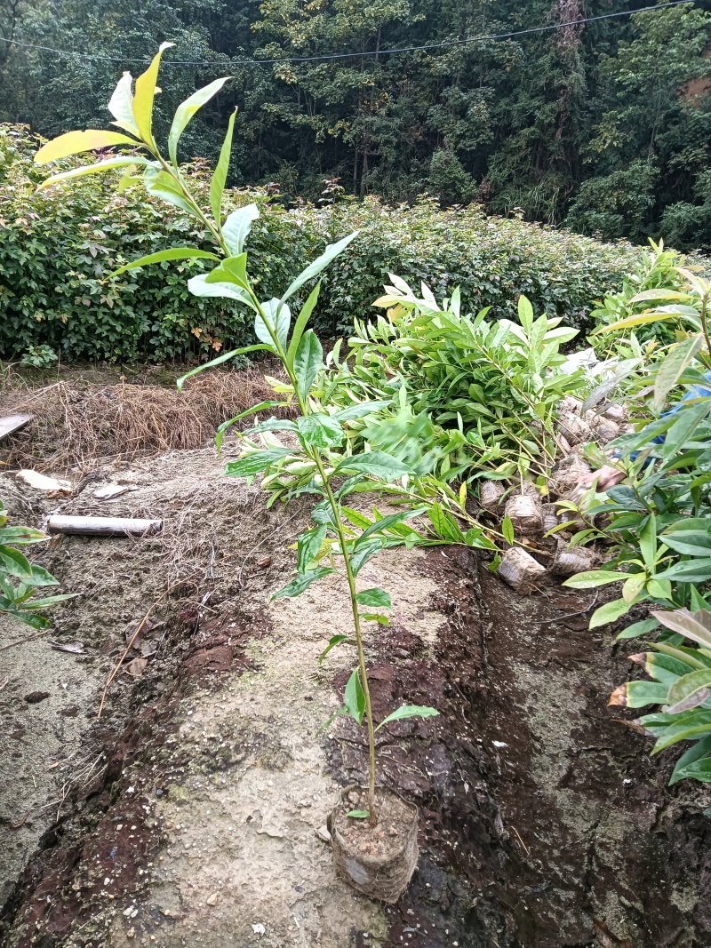 木荷杯苗基地直供规格齐全品质好价格低欢迎来电