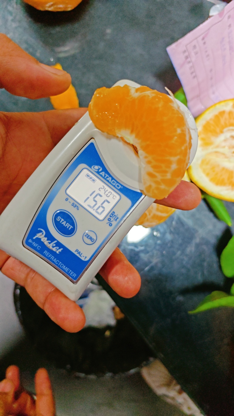 春见粑粑柑大量上市，全国发货，甜度高，汁水充足，欢迎咨询