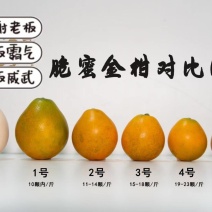 脆蜜金桔