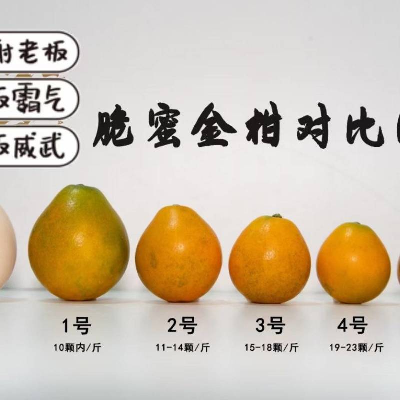 脆蜜金桔