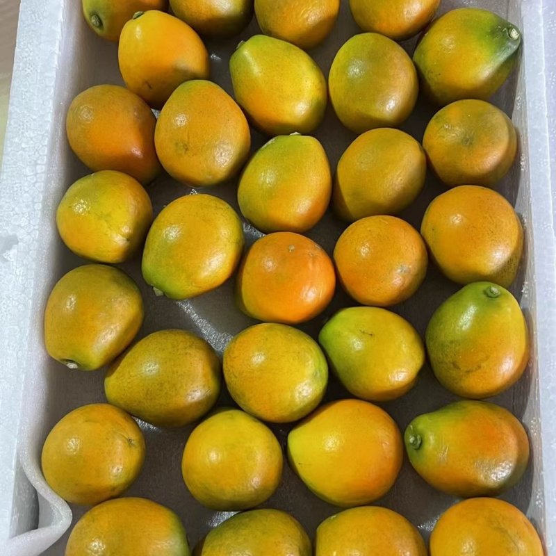 脆蜜金桔