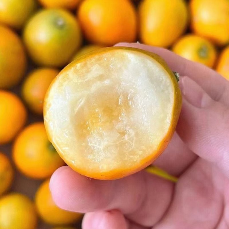 滑皮金桔