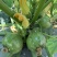 京丽西葫芦种子杂交早熟短蔓矮生型西葫芦雌花多结瓜性好