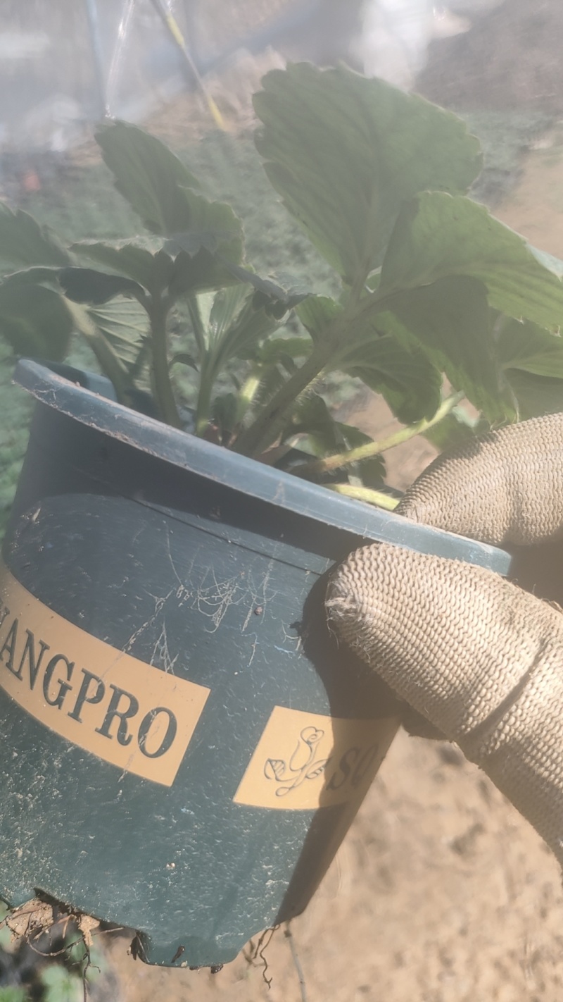 草莓棚栽