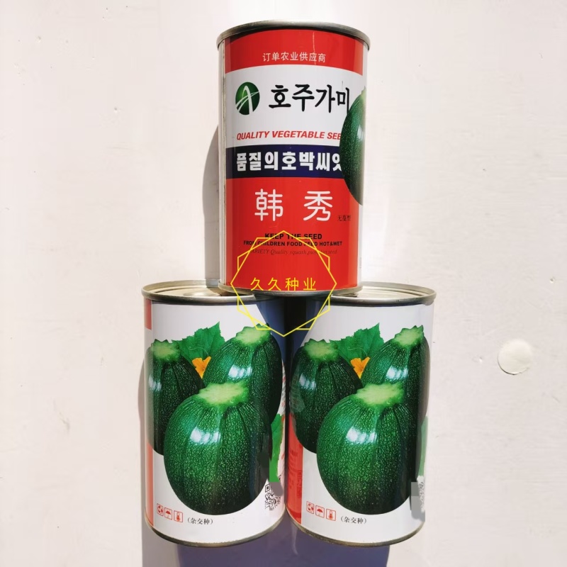 美韩秀西葫芦种子杂交极早熟高椭圆形菜瓜无蔓型小南瓜种