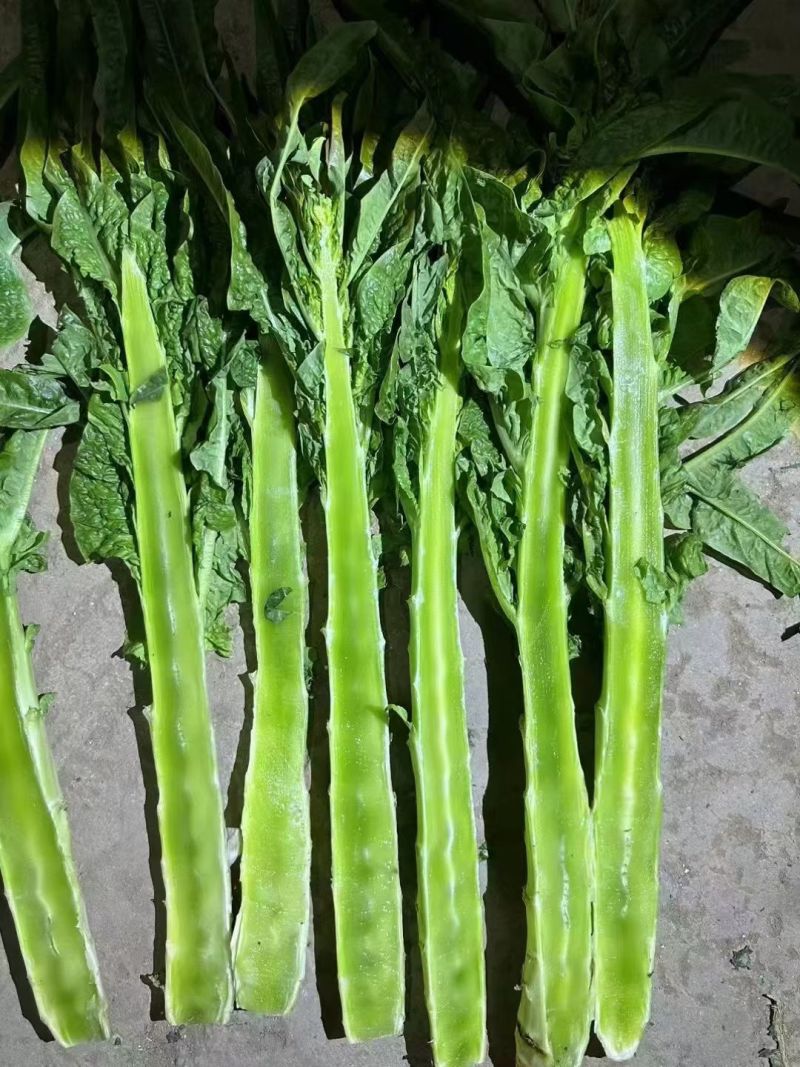 山东精品莴苣，莴苣杆子，大量现货无空心，质量保证，