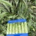山东精品莴苣，莴苣杆子，大量现货无空心，质量保证，