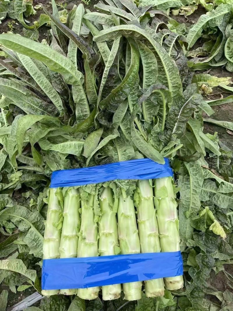 山东精品莴苣，莴苣杆子，大量现货无空心，质量保证，