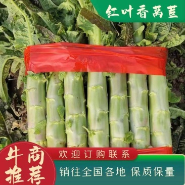 山东精品莴苣，莴苣杆子，大量现货无空心，质量保证，
