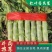 山东精品莴苣，莴苣杆子，大量现货无空心，质量保证，
