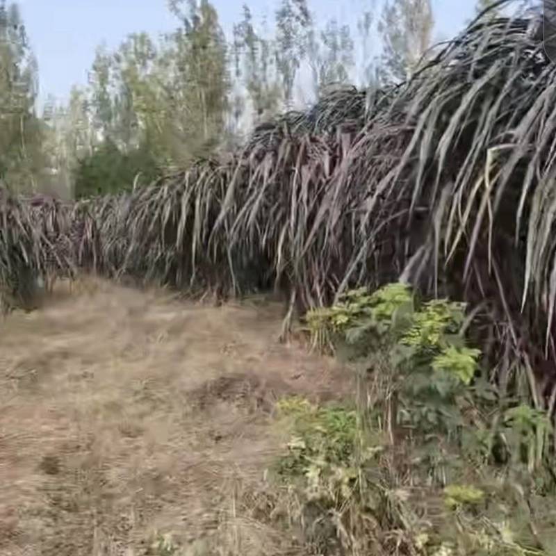 绿色青贮草，无农药化肥，富蛋白及微量元素，适合绿色养殖。