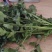 精品小叶香菜，品质一