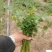 精品小叶香菜，品质一