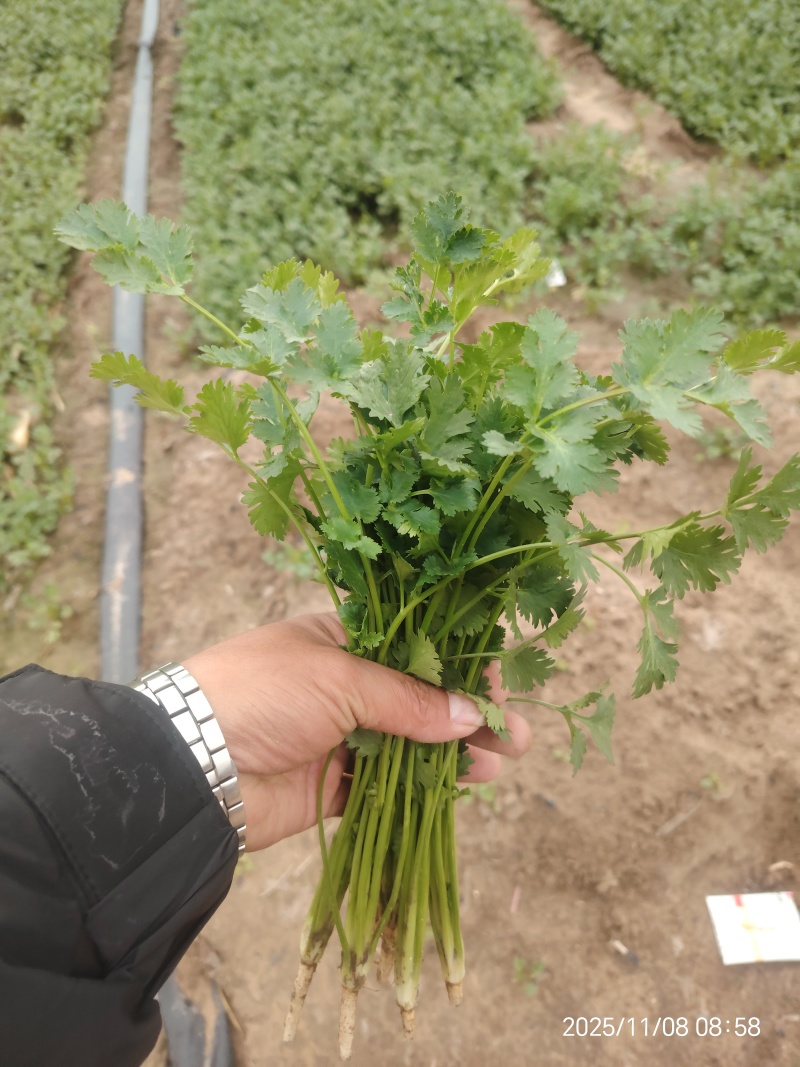 精品小叶香菜，品质一