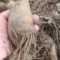 河北定州白术牙子一年生二年生白术籽白术钱自家货源诚信经营