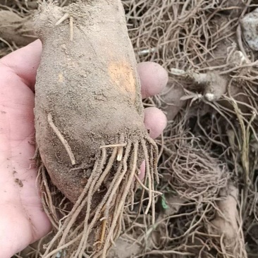 河北定州白术牙子一年生二年生白术籽白术钱自家货源诚信经营