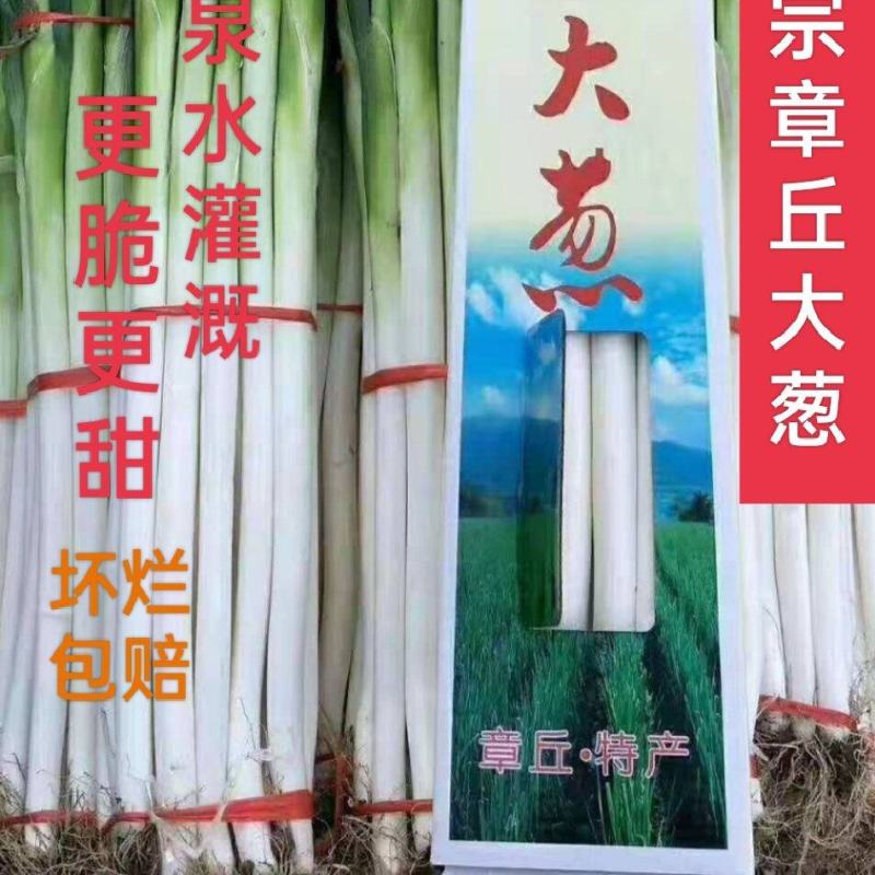正宗章丘大葱基地直发