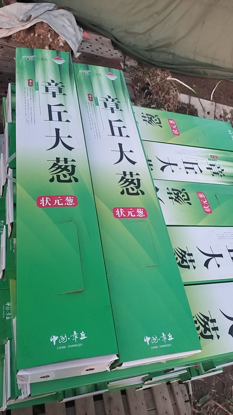 正宗章丘大葱基地直发