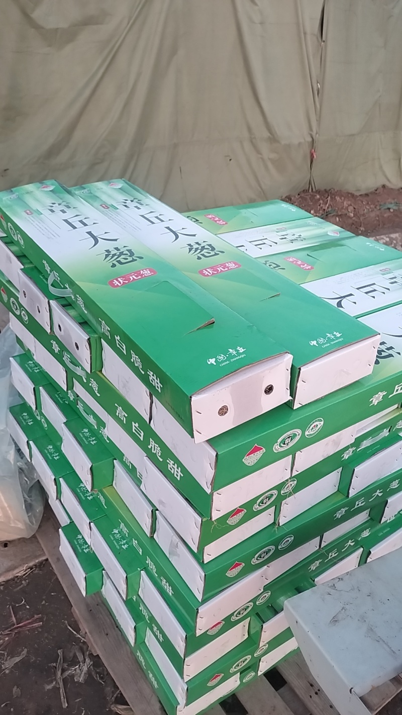 正宗章丘大葱基地直发