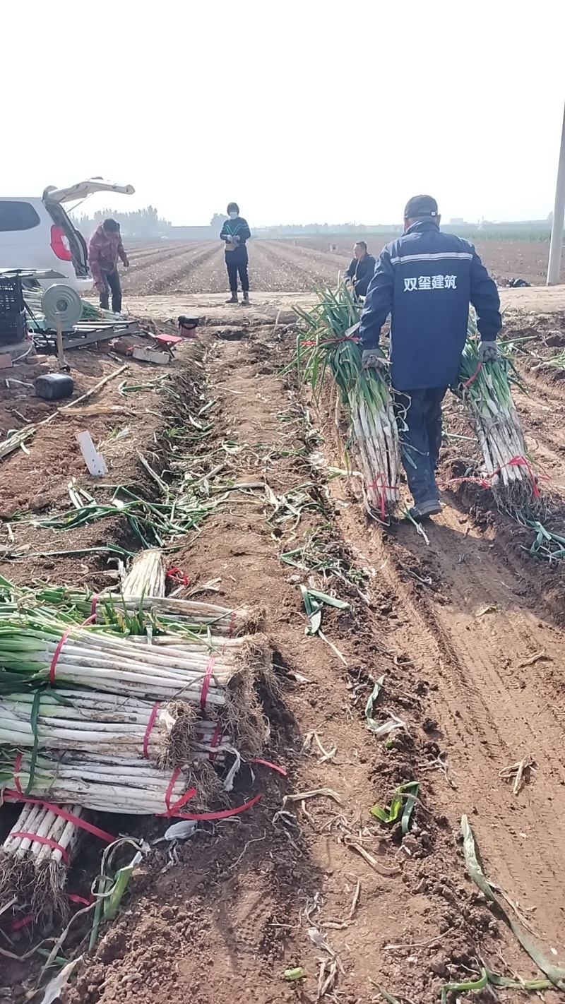 正宗章丘大葱基地直发