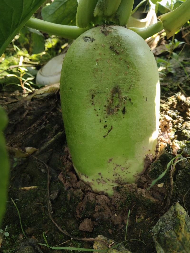 萝卜