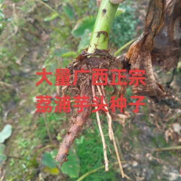 广西3万亩荔浦芋头种子基地正宗荔浦芋头种子