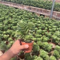 金钱木