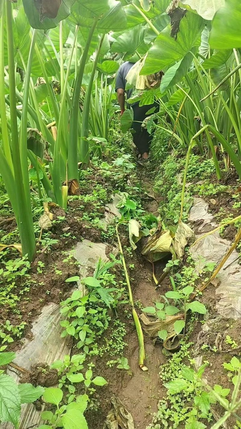 广西3万亩荔浦芋头种子基地正宗荔浦芋头种子