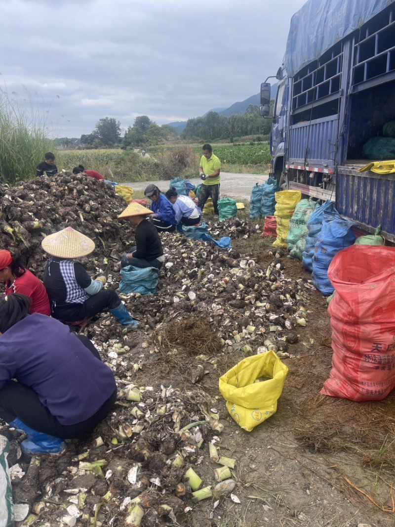 广西3万亩荔浦芋头种子基地正宗荔浦芋头种子