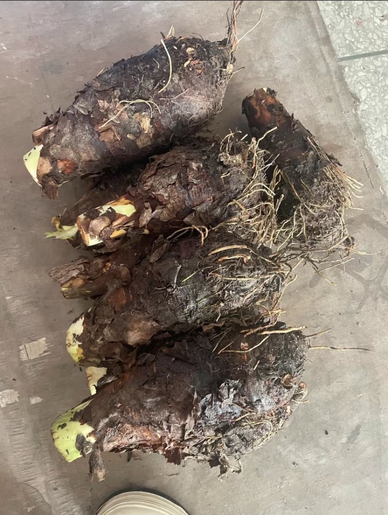 广西3万亩荔浦芋头种子基地正宗荔浦芋头种子