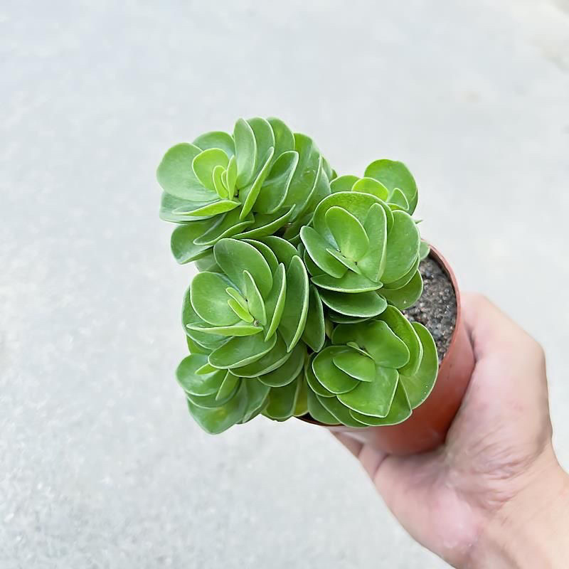 金钱木