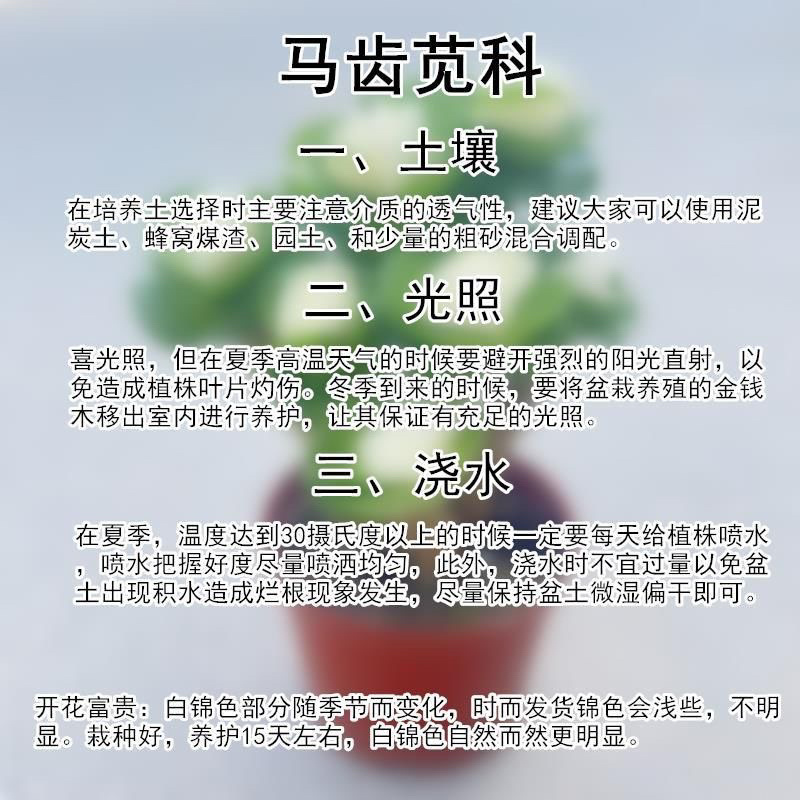 金钱木