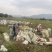 广西3万亩荔浦芋头种子基地正宗荔浦芋头种子