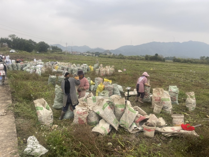 广西3万亩荔浦芋头种子基地正宗荔浦芋头种子