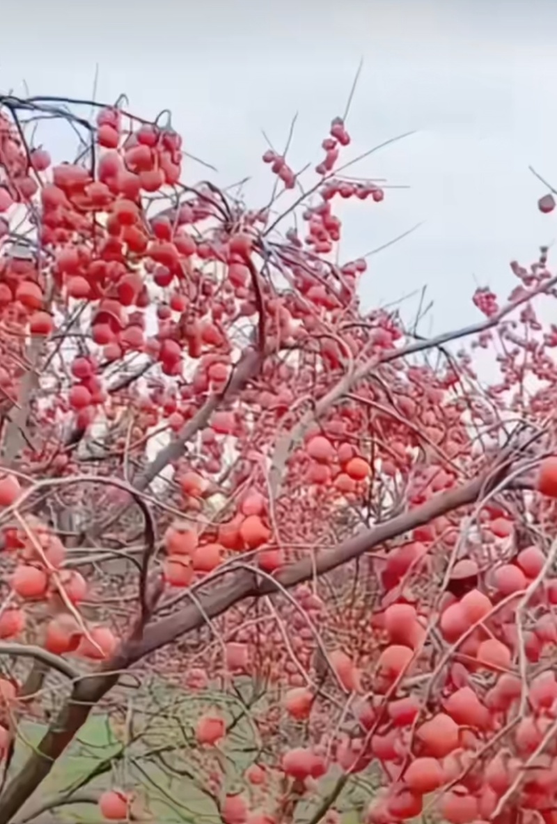 陕西农户自留火晶柿子，自然生态，批零兼售，货源不多