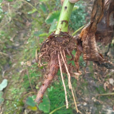 正宗广西荔浦芋头种子大基地种子靠谱有保证