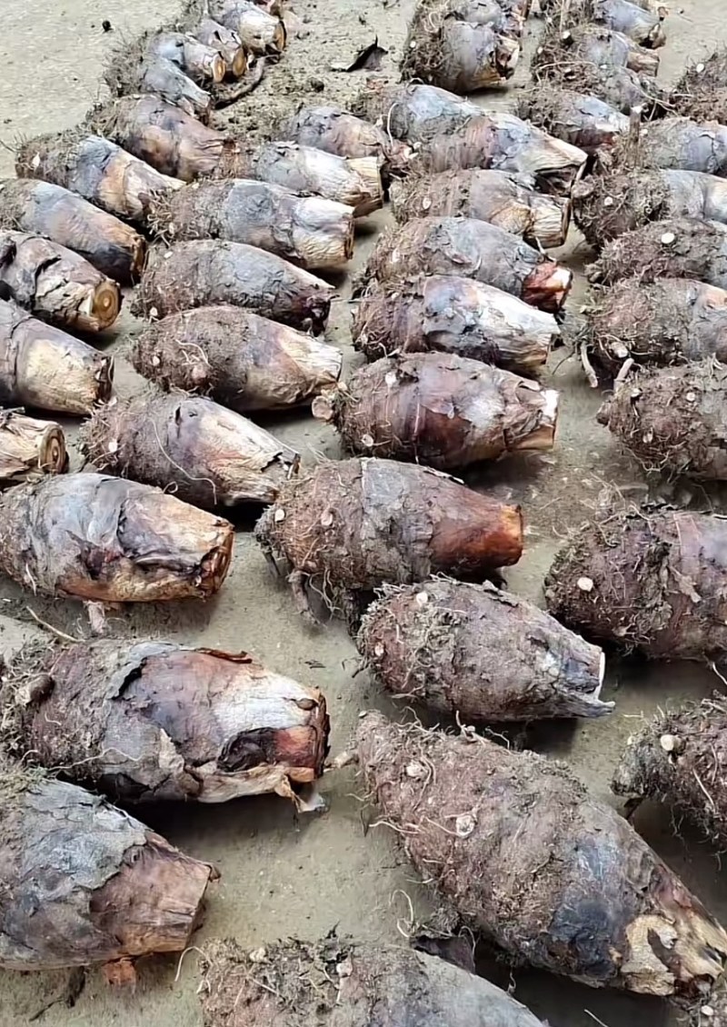 正宗广西荔浦芋头种子大基地种子靠谱有保证