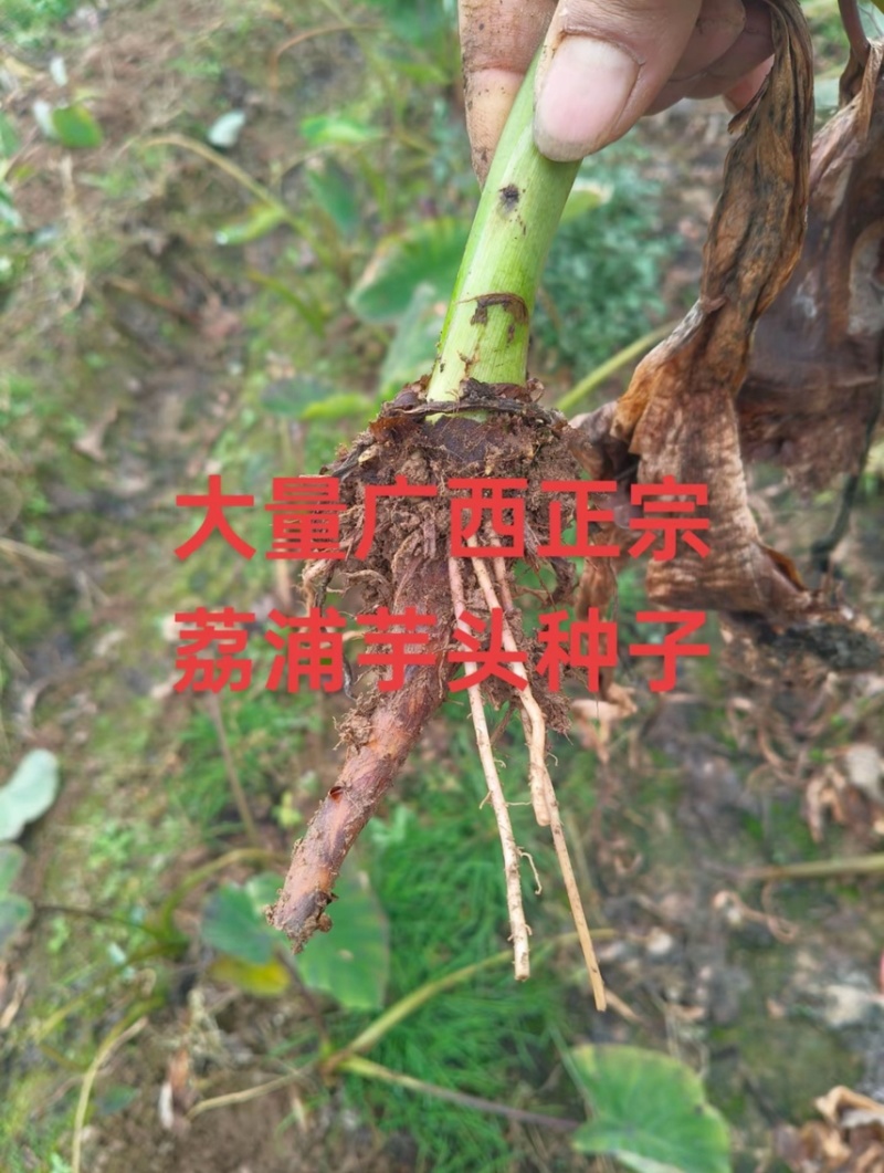 正宗广西荔浦芋头种子大基地种子靠谱有保证